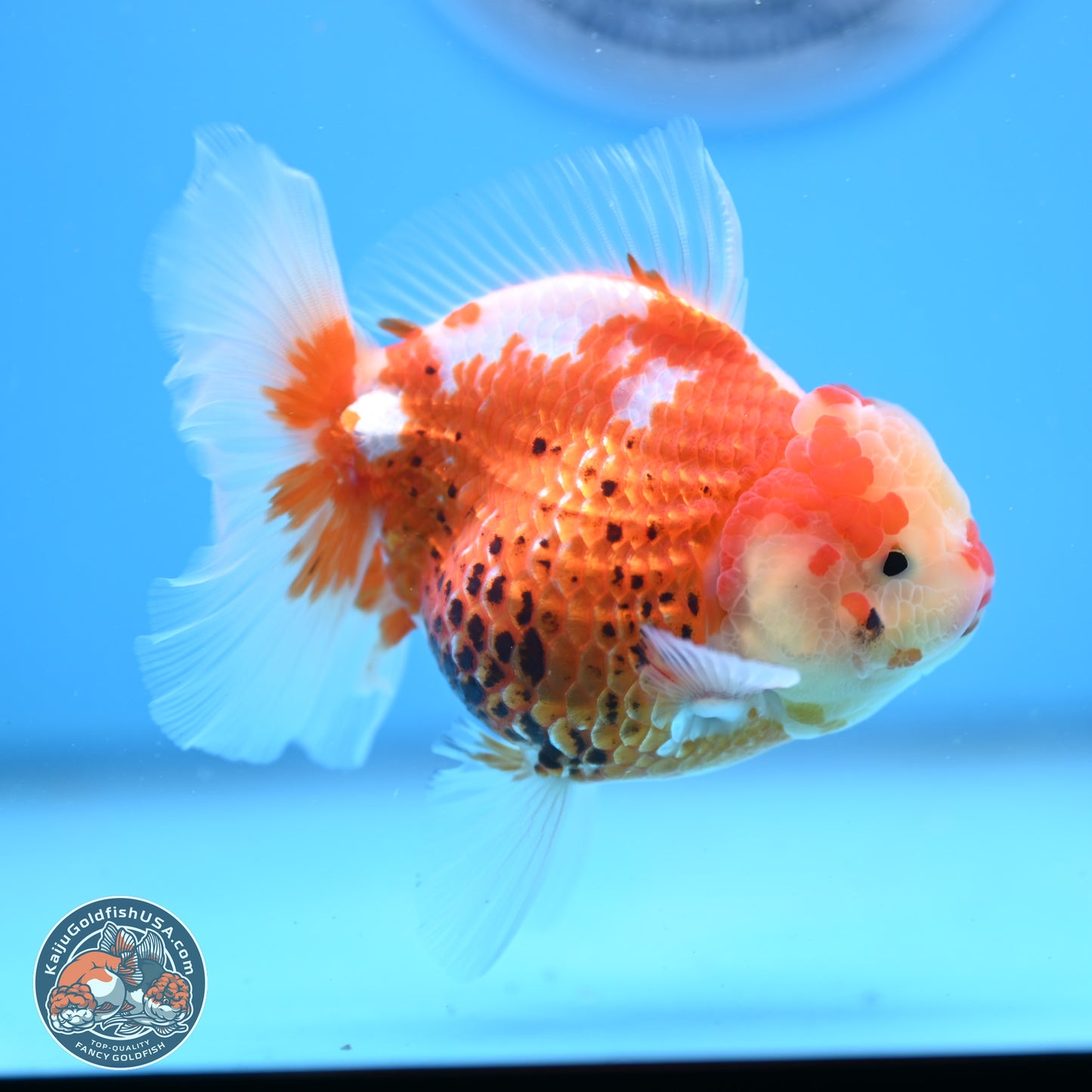 Tricolor Rose Tail Oranda 4.5 inches - Female (241206_OR03) - Kaiju Goldfish USA