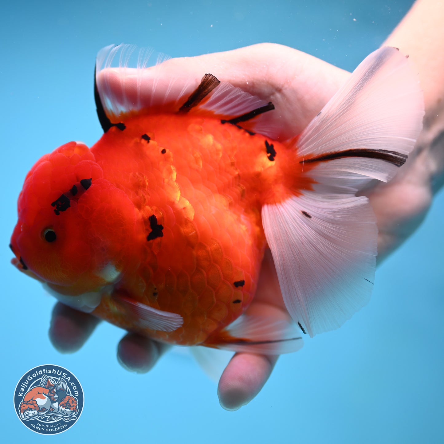 Tricolor Sakura Rose Tail Oranda 4 inches Body - Female (250404_OR03)