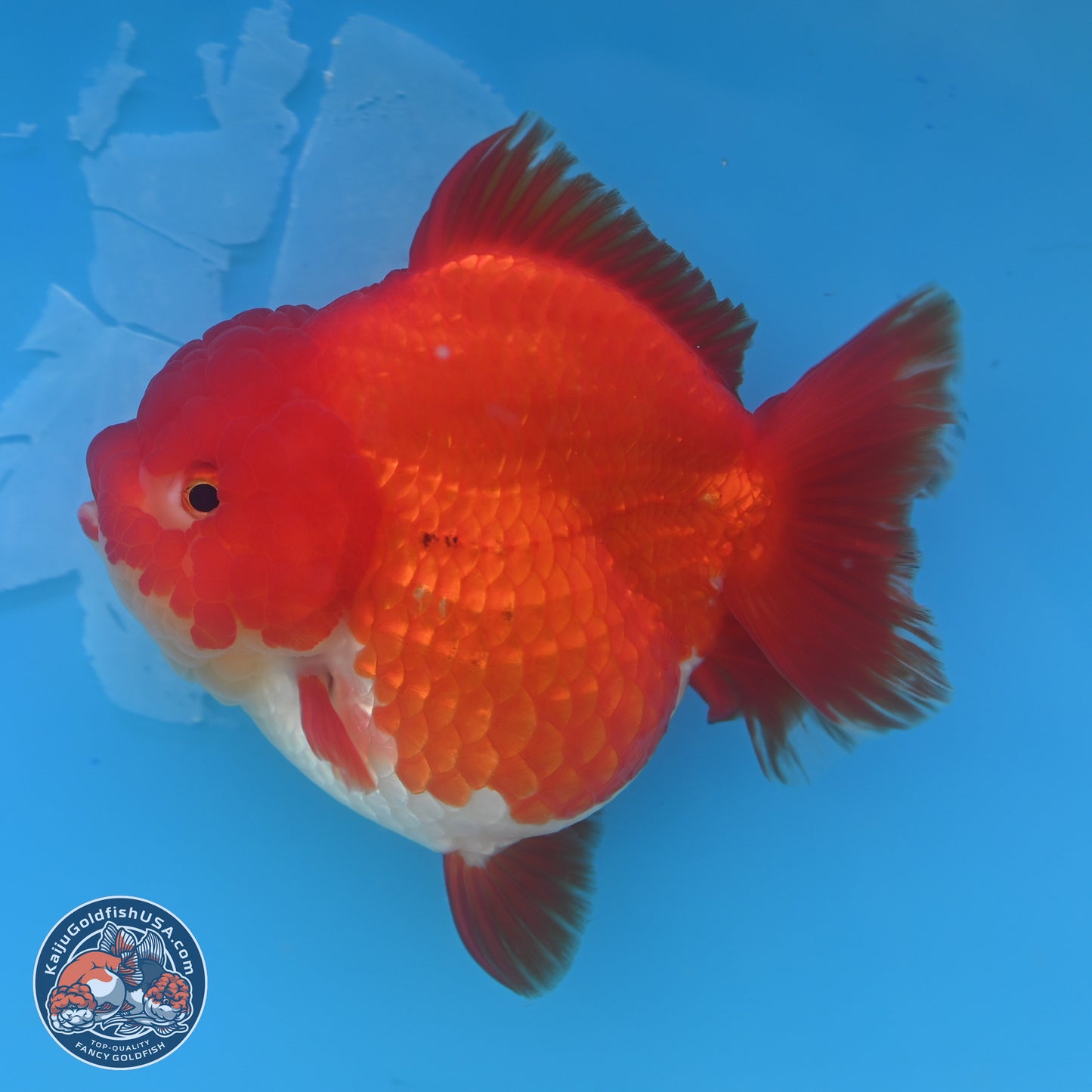 Red White YuanBao Oranda 3.5 inches Body - Female (250131_OR03)