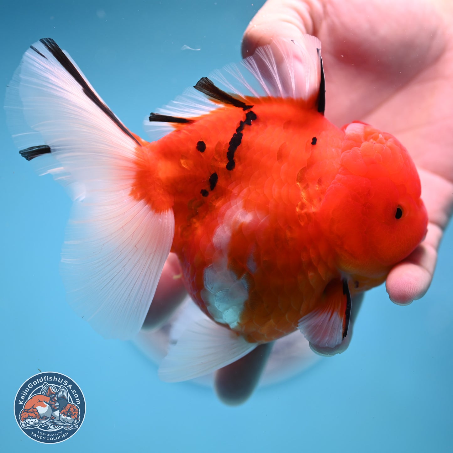 Tricolor Sakura Rose Tail Oranda 4 inches Body - Female (250404_OR03)