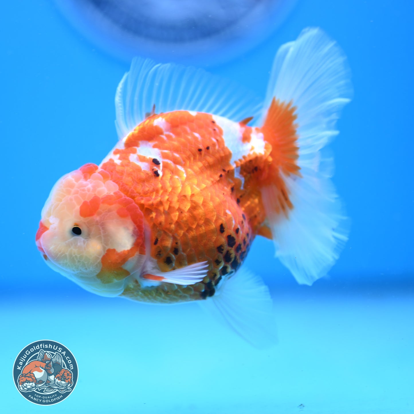 Tricolor Rose Tail Oranda 4.5 inches - Female (241206_OR03) - Kaiju Goldfish USA