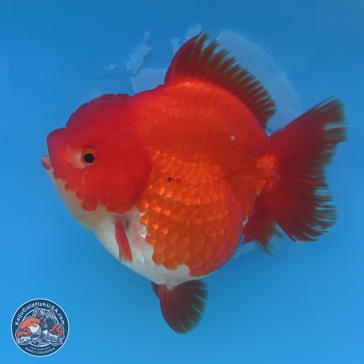 Red White YuanBao Oranda 3.5 inches Body - Female (250131_OR03)