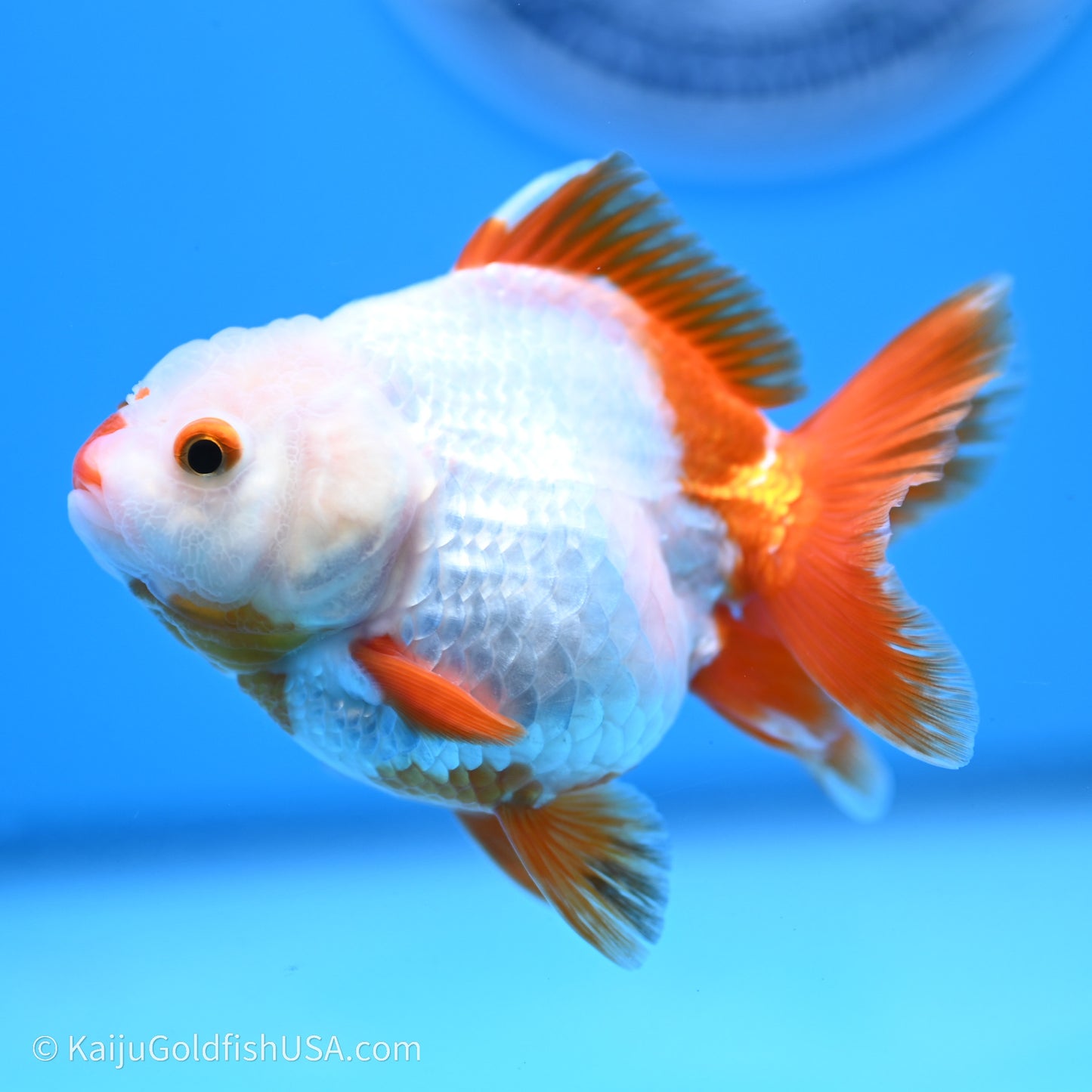 Shogun Godzilla Red White Oranda 3.25in Body (240719_OR03) - Kaiju Goldfish USA