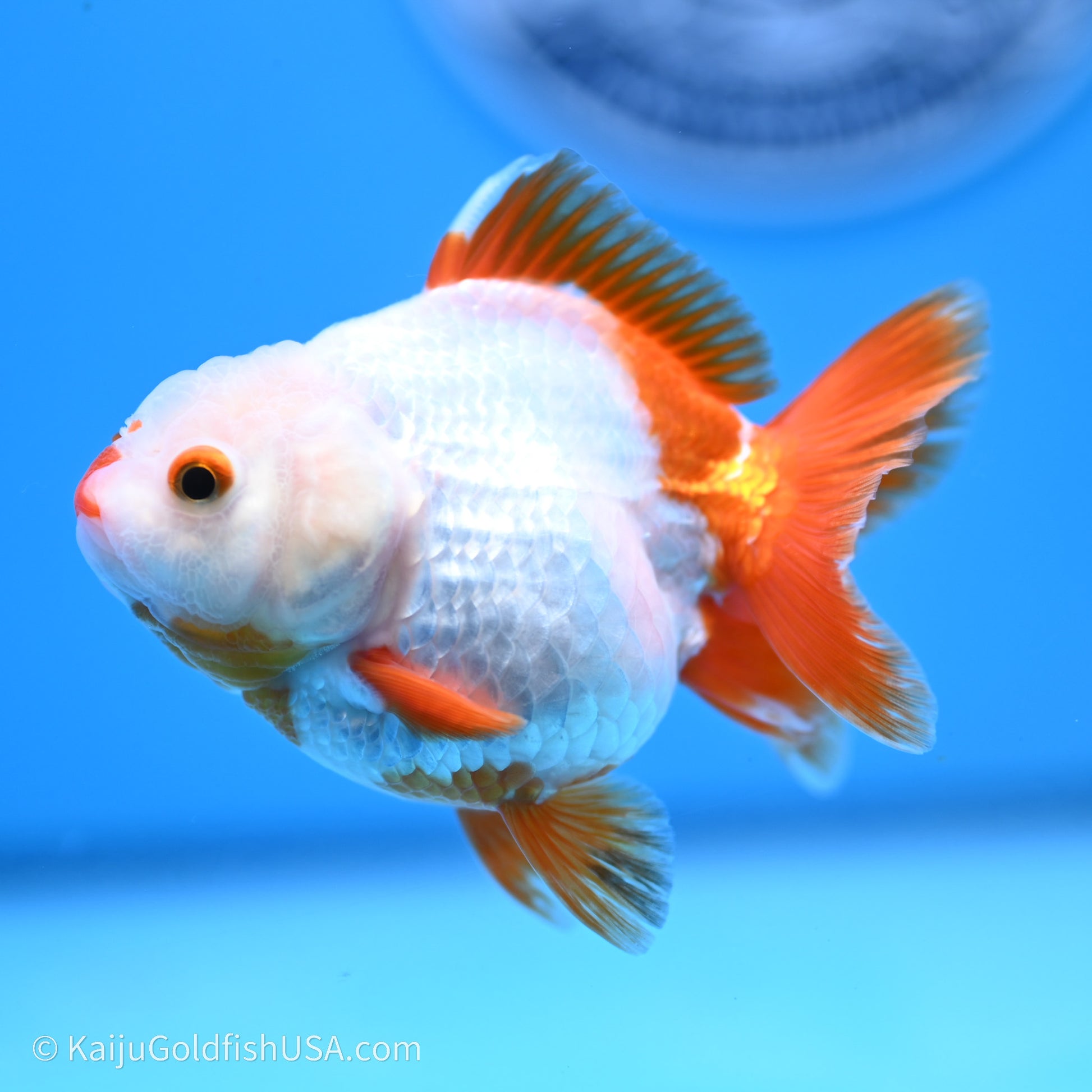 Shogun Godzilla Red White Oranda 3.25in Body (240719_OR03) - Kaiju Goldfish USA