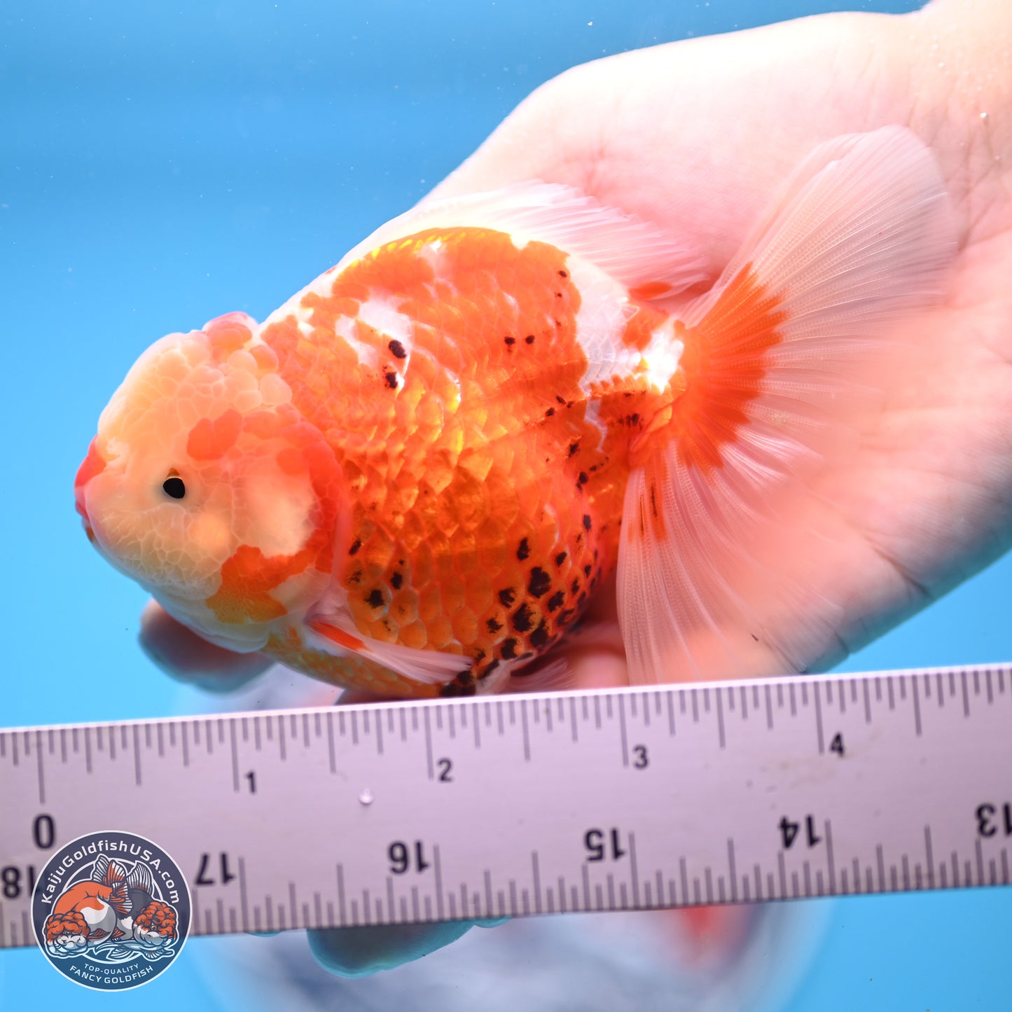 Tricolor Rose Tail Oranda 4.5 inches - Female (241206_OR03) - Kaiju Goldfish USA