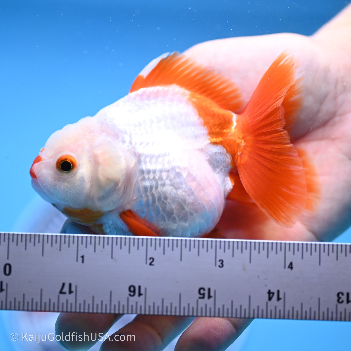 Shogun Godzilla Red White Oranda 3.25in Body (240719_OR03) - Kaiju Goldfish USA