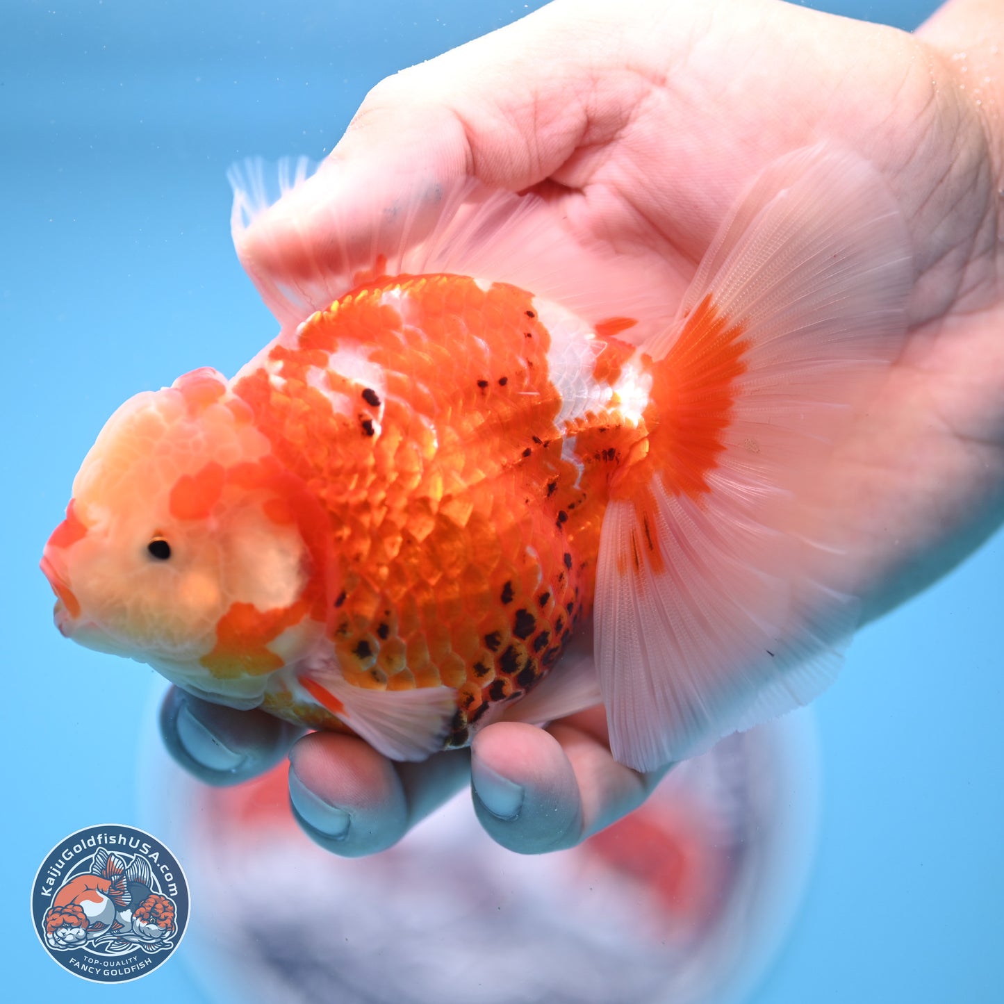 Tricolor Rose Tail Oranda 4.5 inches - Female (241206_OR03) - Kaiju Goldfish USA