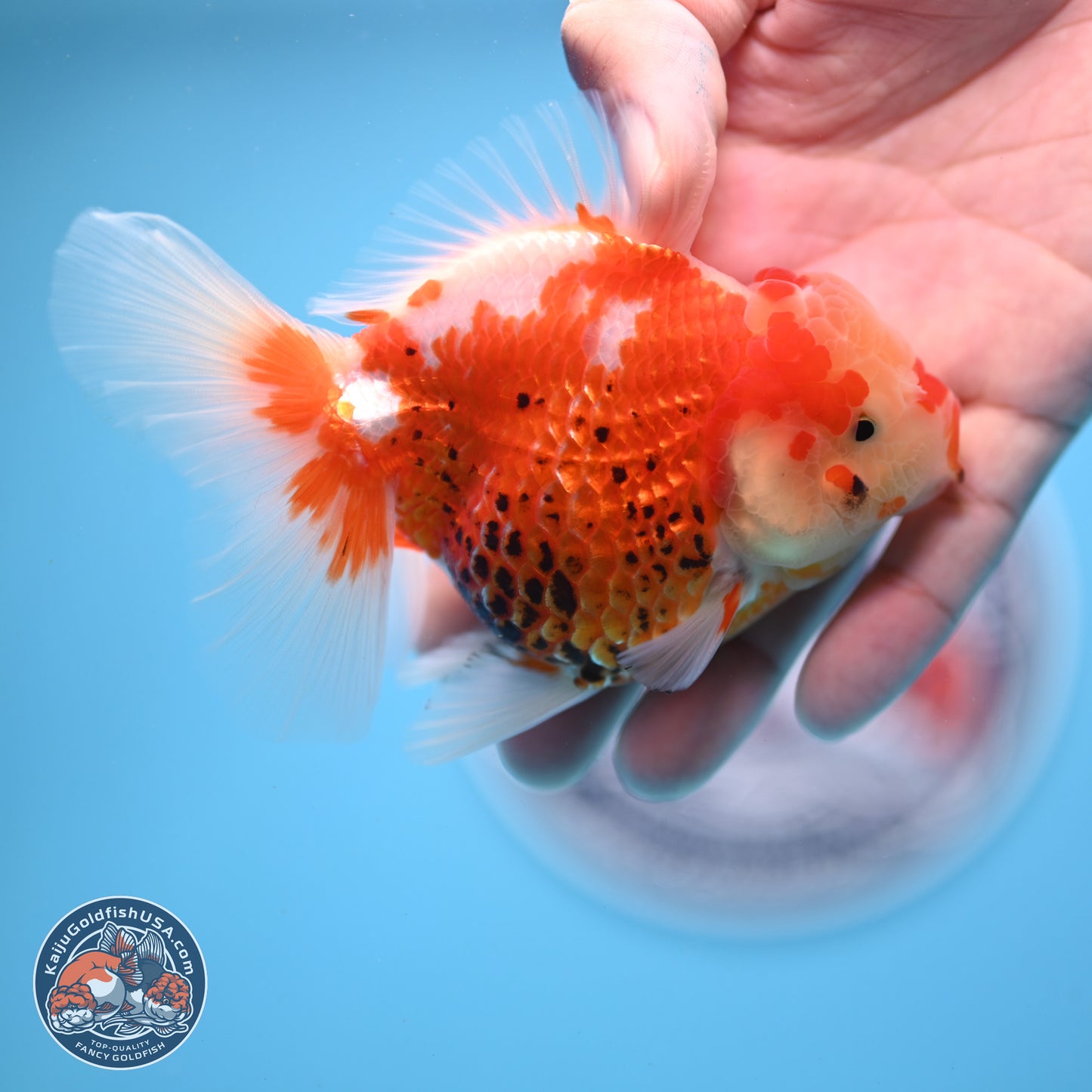 Tricolor Rose Tail Oranda 4.5 inches - Female (241206_OR03) - Kaiju Goldfish USA