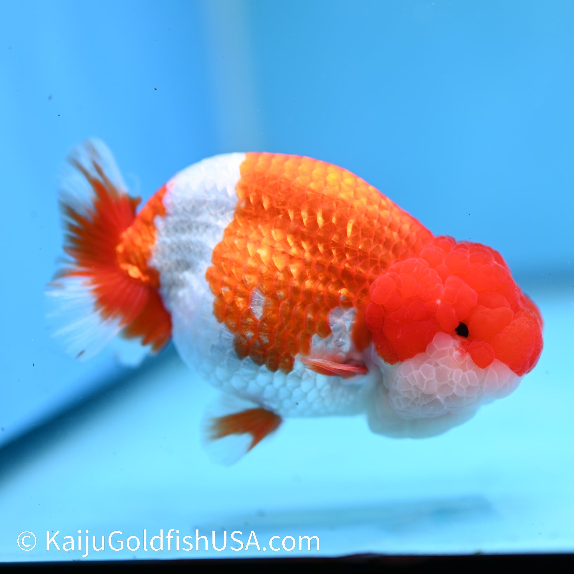 Red White Buffalo Ranchu 4.5 inches (240412_RC03) - Kaiju Goldfish USA