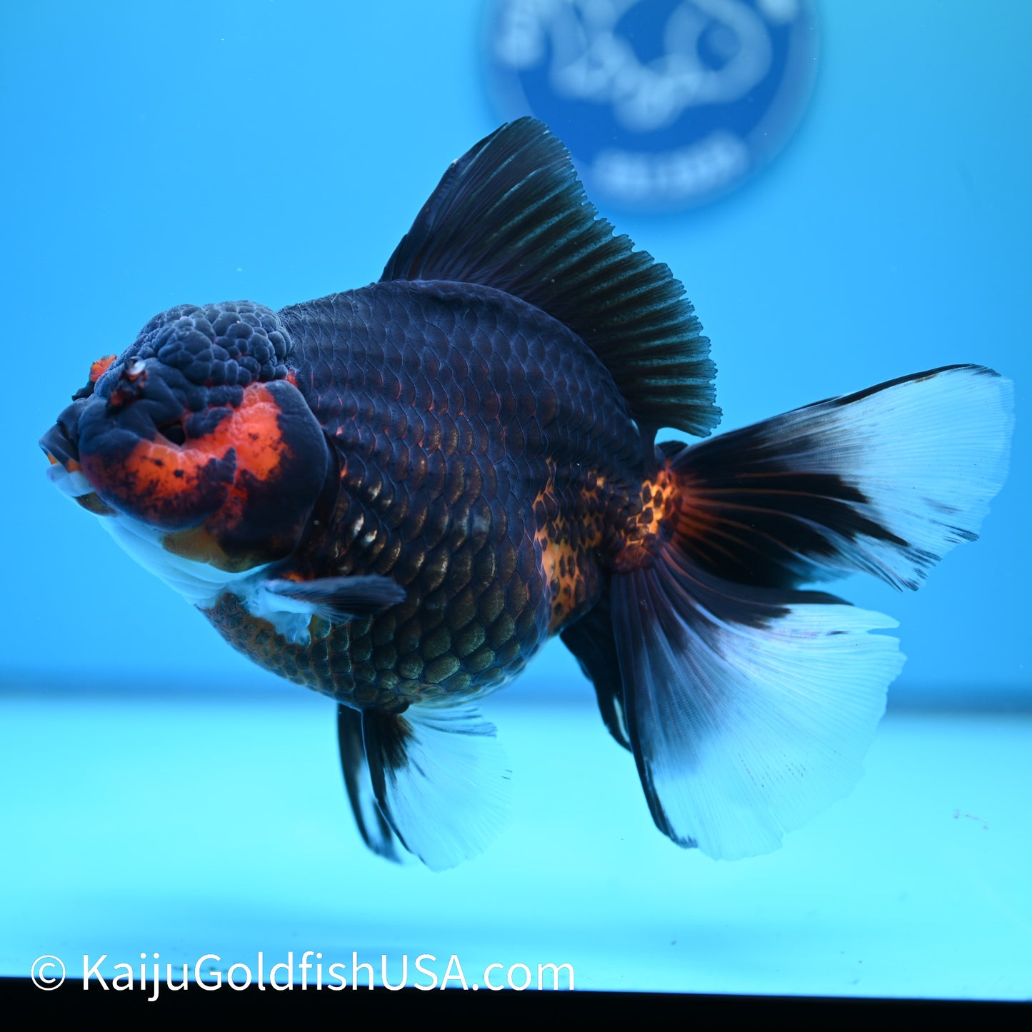 Super Jumbo Red Black Rose Tail Oranda 7.5 inches(240503_OR03) - Kaiju Goldfish USA