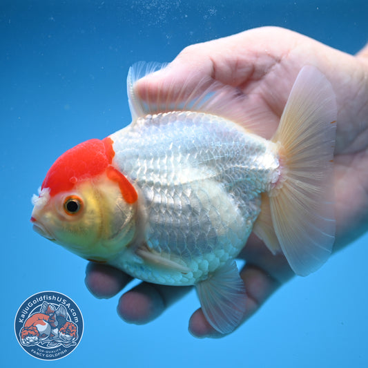 Tancho Oranda 4 inch Body (250822_OR03)