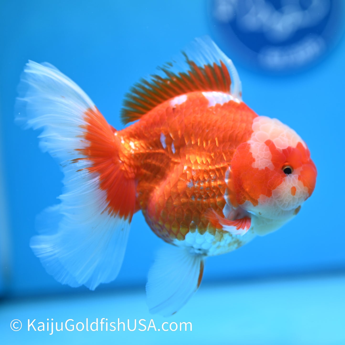 Jumbo Jade Seal Red White Rose Tail Oranda 5.5 inches (240405_OR3) - Kaiju Goldfish USA