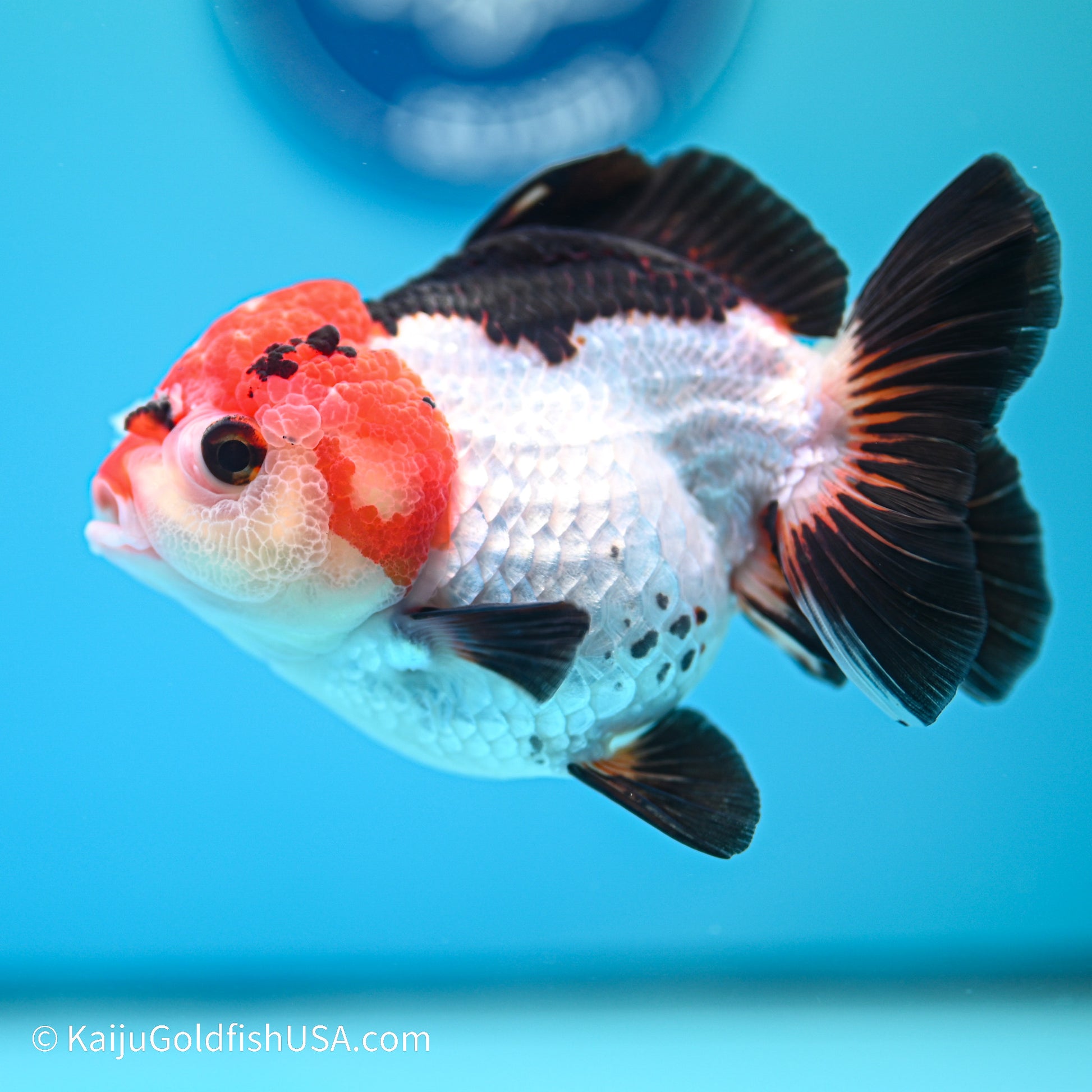 Tricolor YuanBao Oranda 3.5in body (240524_OR03) - Kaiju Goldfish USA