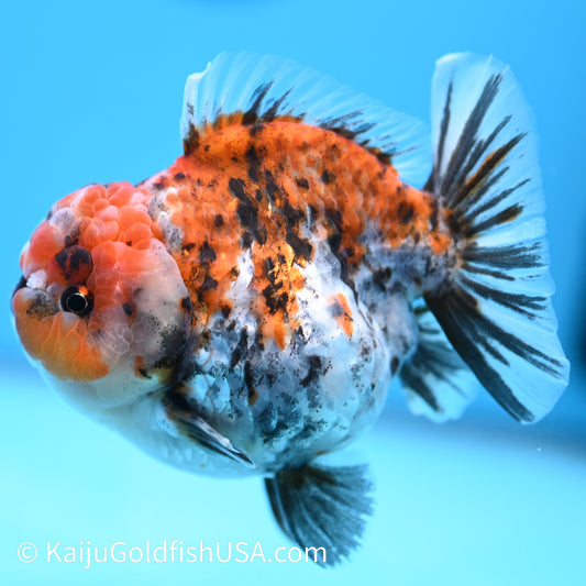 Tricolor Tiger Wide Tail YuanBao Oranda 4-4.5 inches (240308_OR03) - Kaiju Goldfish USA