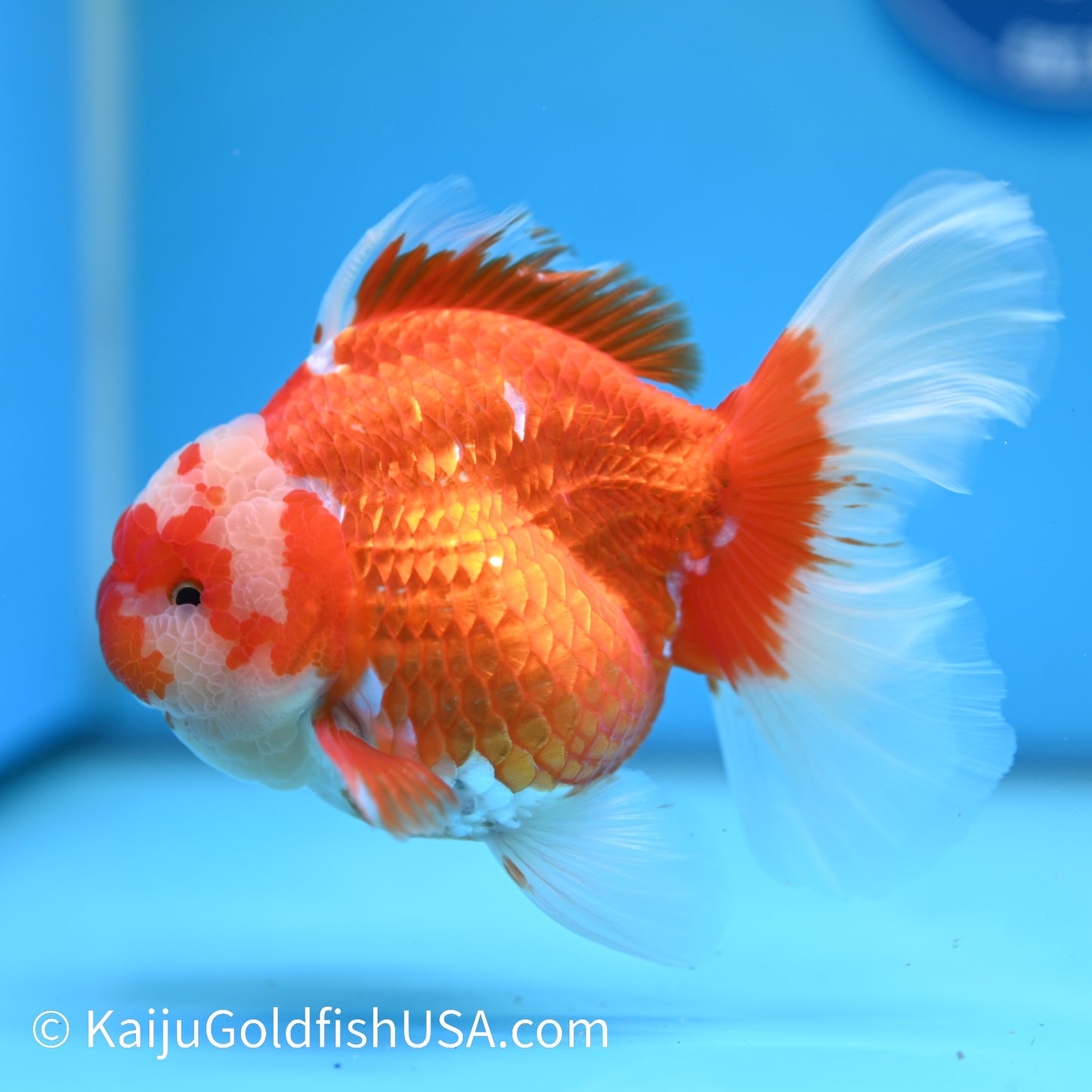 Jumbo Jade Seal Red White Rose Tail Oranda 5.5 inches (240405_OR3) - Kaiju Goldfish USA