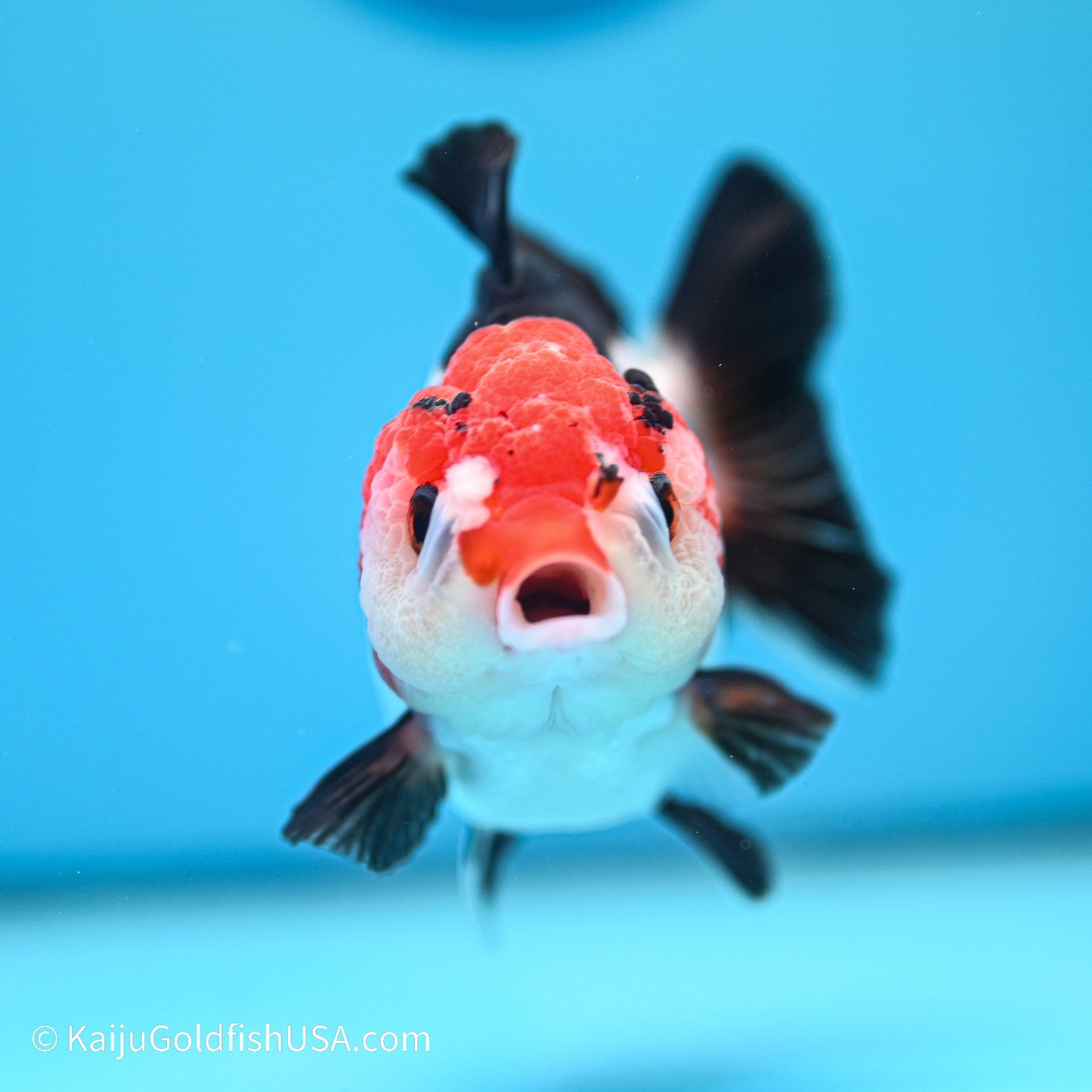 Tricolor YuanBao Oranda 3.5in body (240524_OR03) - Kaiju Goldfish USA