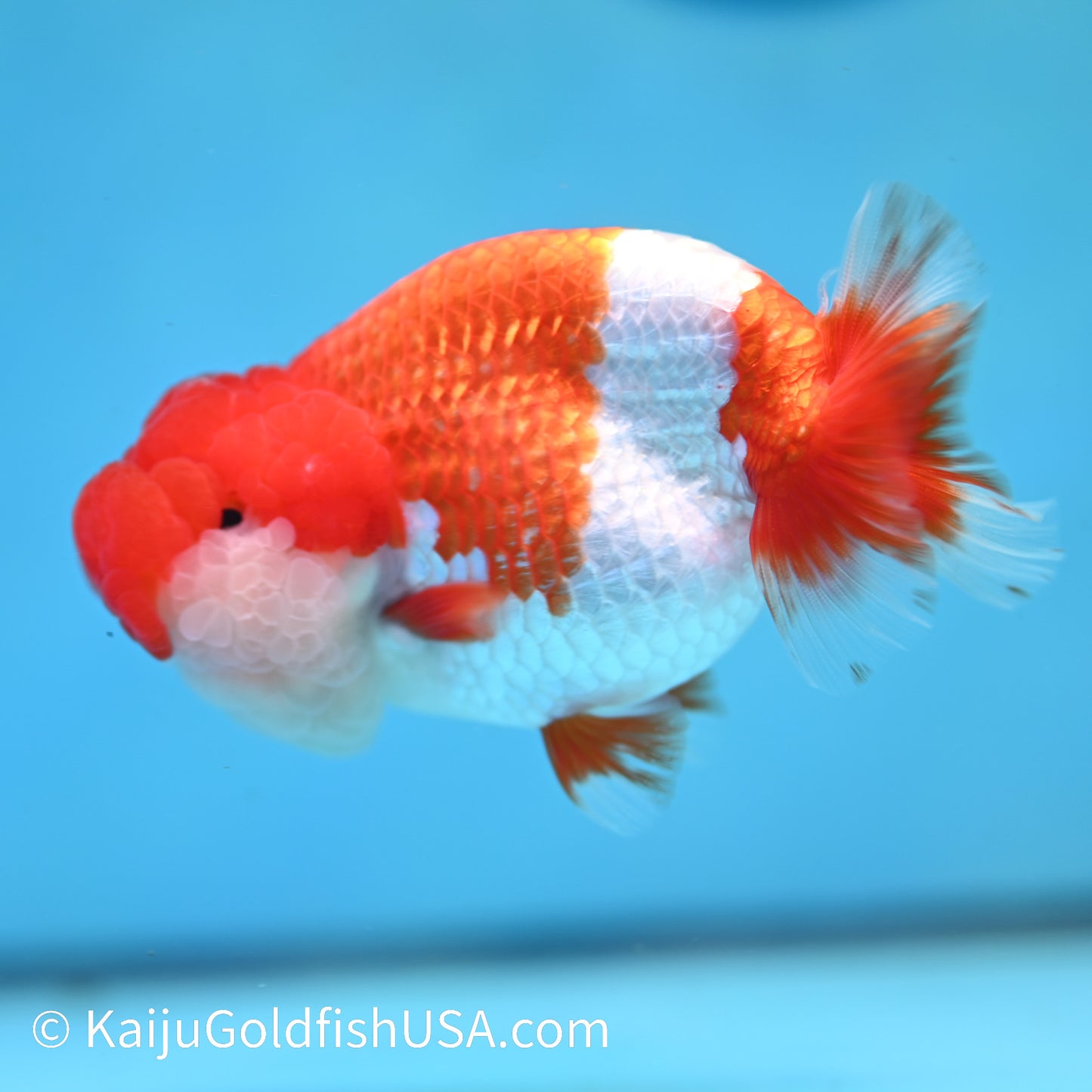 Red White Buffalo Ranchu 4.5 inches (240412_RC03) - Kaiju Goldfish USA