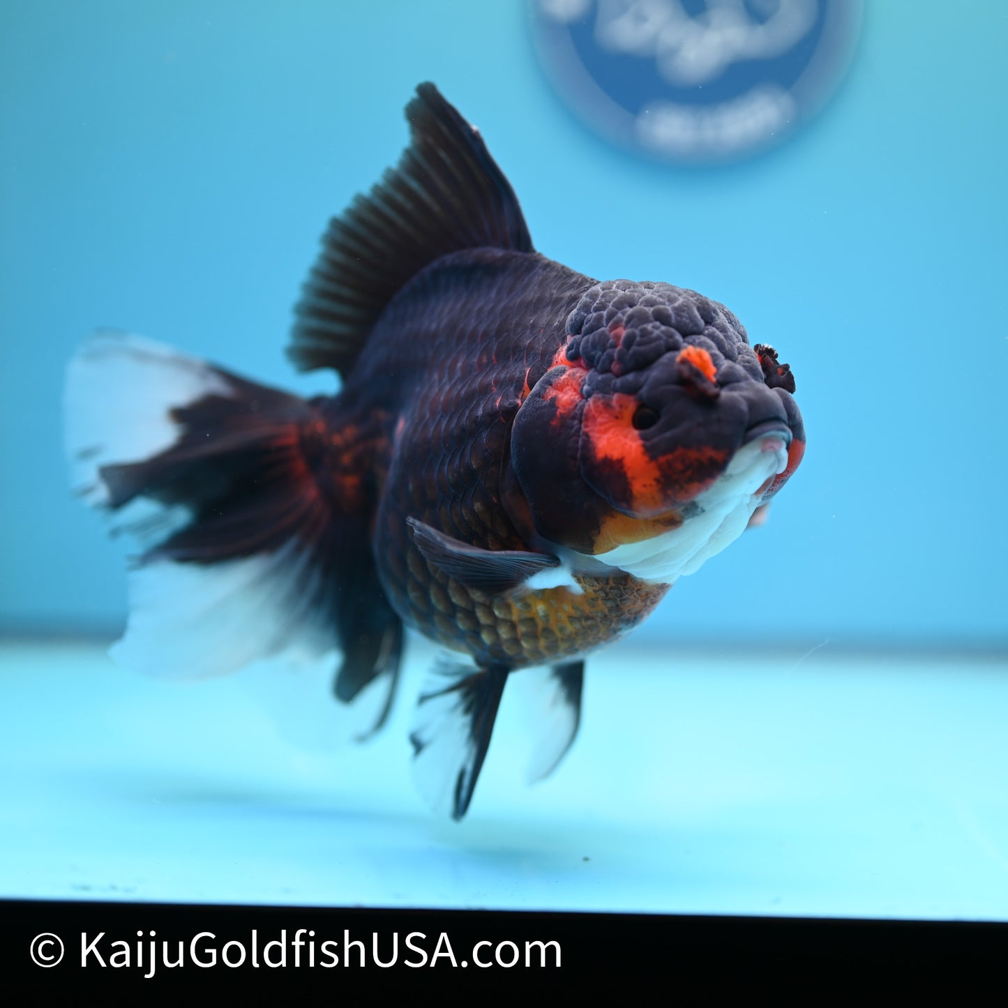 Super Jumbo Red Black Rose Tail Oranda 7.5 inches(240503_OR03) - Kaiju Goldfish USA