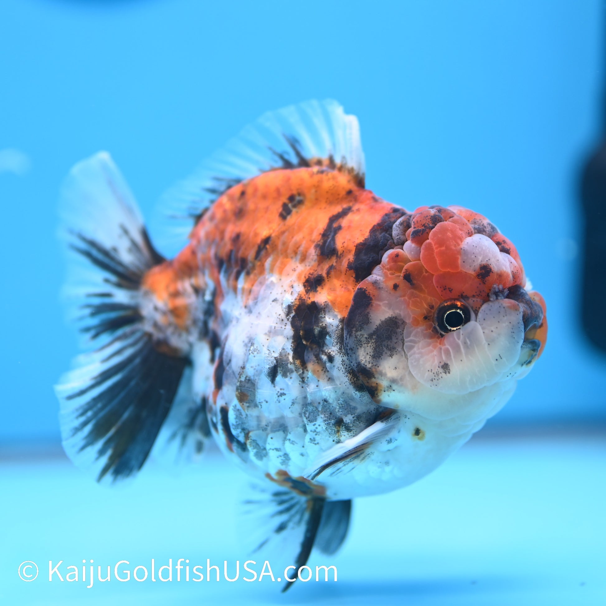 Tricolor Tiger Wide Tail YuanBao Oranda 4-4.5 inches (240308_OR03) - Kaiju Goldfish USA