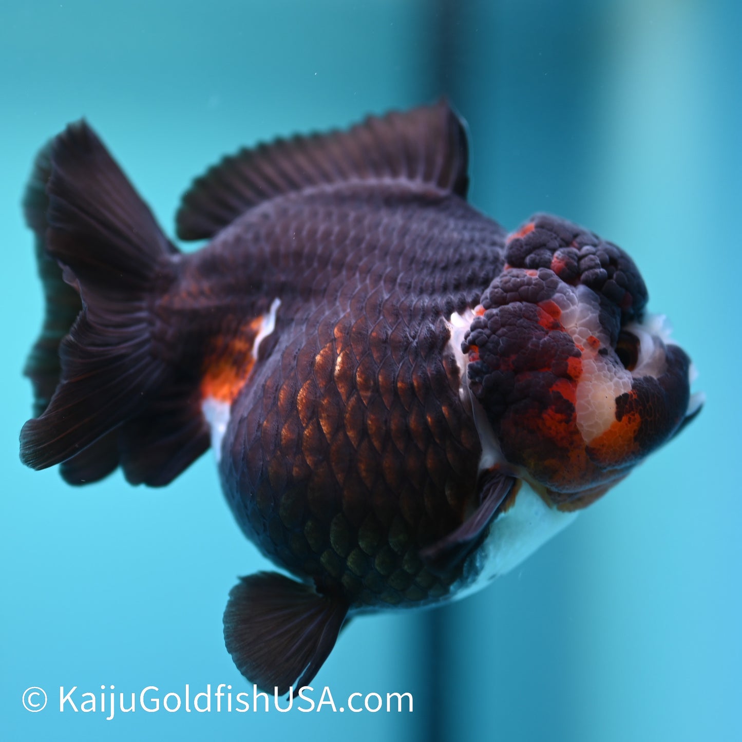 Tricolor YuanBao Oranda 4.5 inches (240510_OR03) - Kaiju Goldfish USA