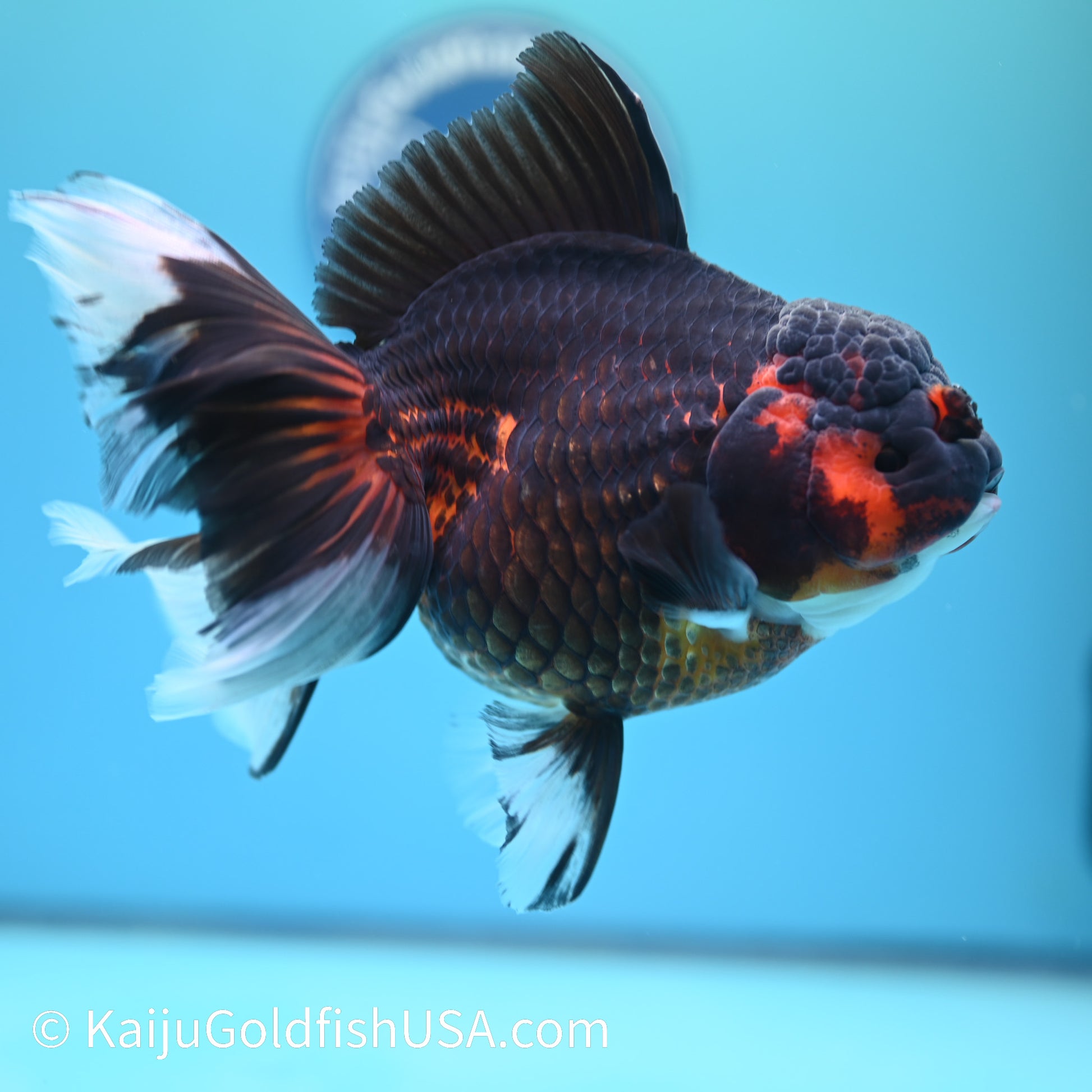 Super Jumbo Red Black Rose Tail Oranda 7.5 inches(240503_OR03) - Kaiju Goldfish USA