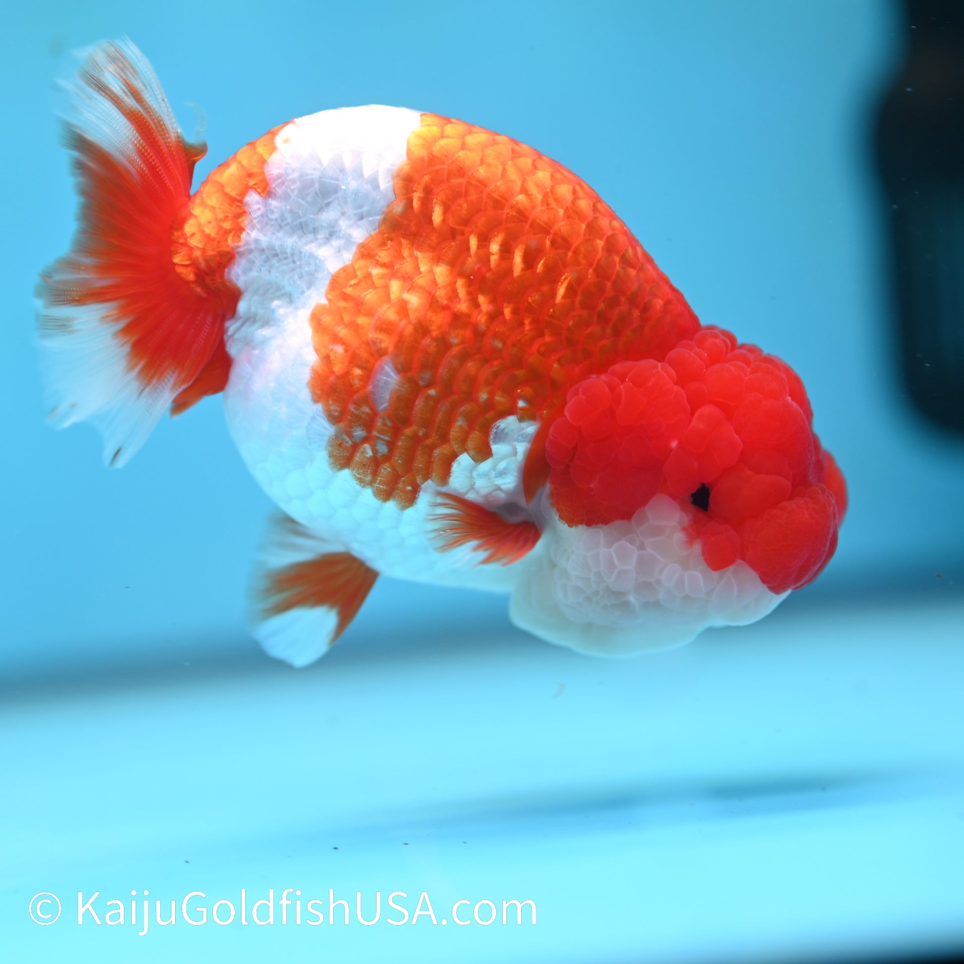 Red White Buffalo Ranchu 4.5 inches (240412_RC03) - Kaiju Goldfish USA