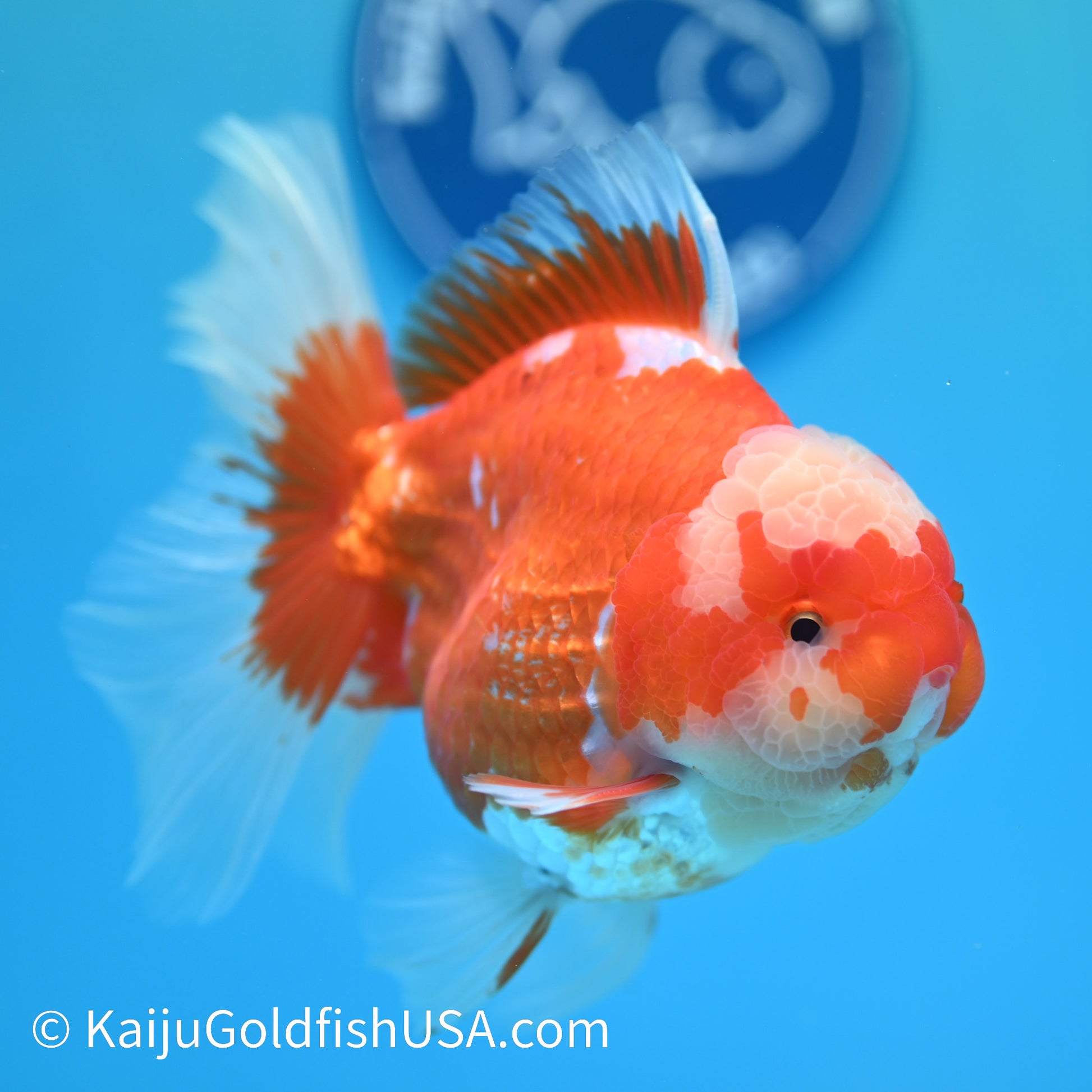 Jumbo Jade Seal Red White Rose Tail Oranda 5.5 inches (240405_OR3) - Kaiju Goldfish USA