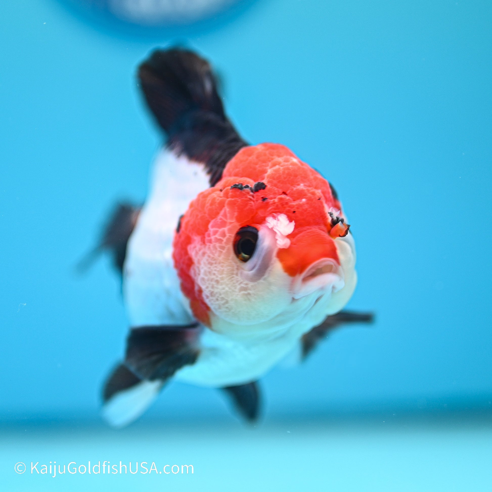 Tricolor YuanBao Oranda 3.5in body (240524_OR03) - Kaiju Goldfish USA