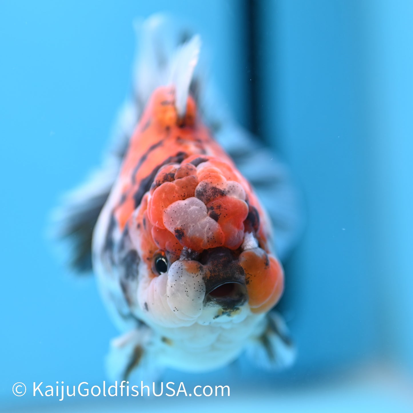 Tricolor Tiger Wide Tail YuanBao Oranda 4-4.5 inches (240308_OR03) - Kaiju Goldfish USA