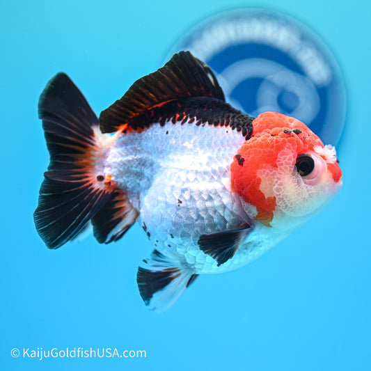 Tricolor YuanBao Oranda 3.5in body (240524_OR03) - Kaiju Goldfish USA