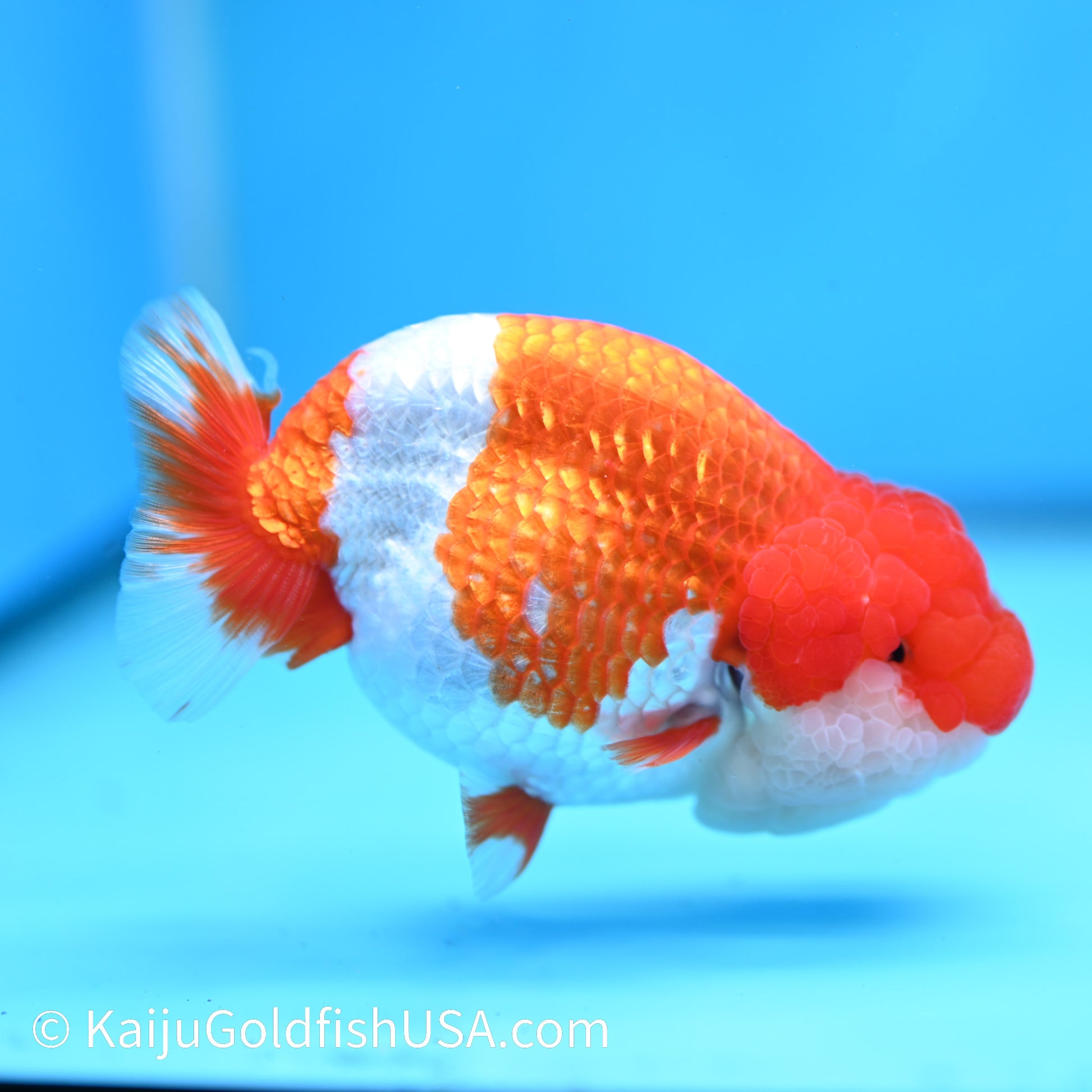 Red White Buffalo Ranchu 4.5 inches (240412_RC03) - Kaiju Goldfish USA