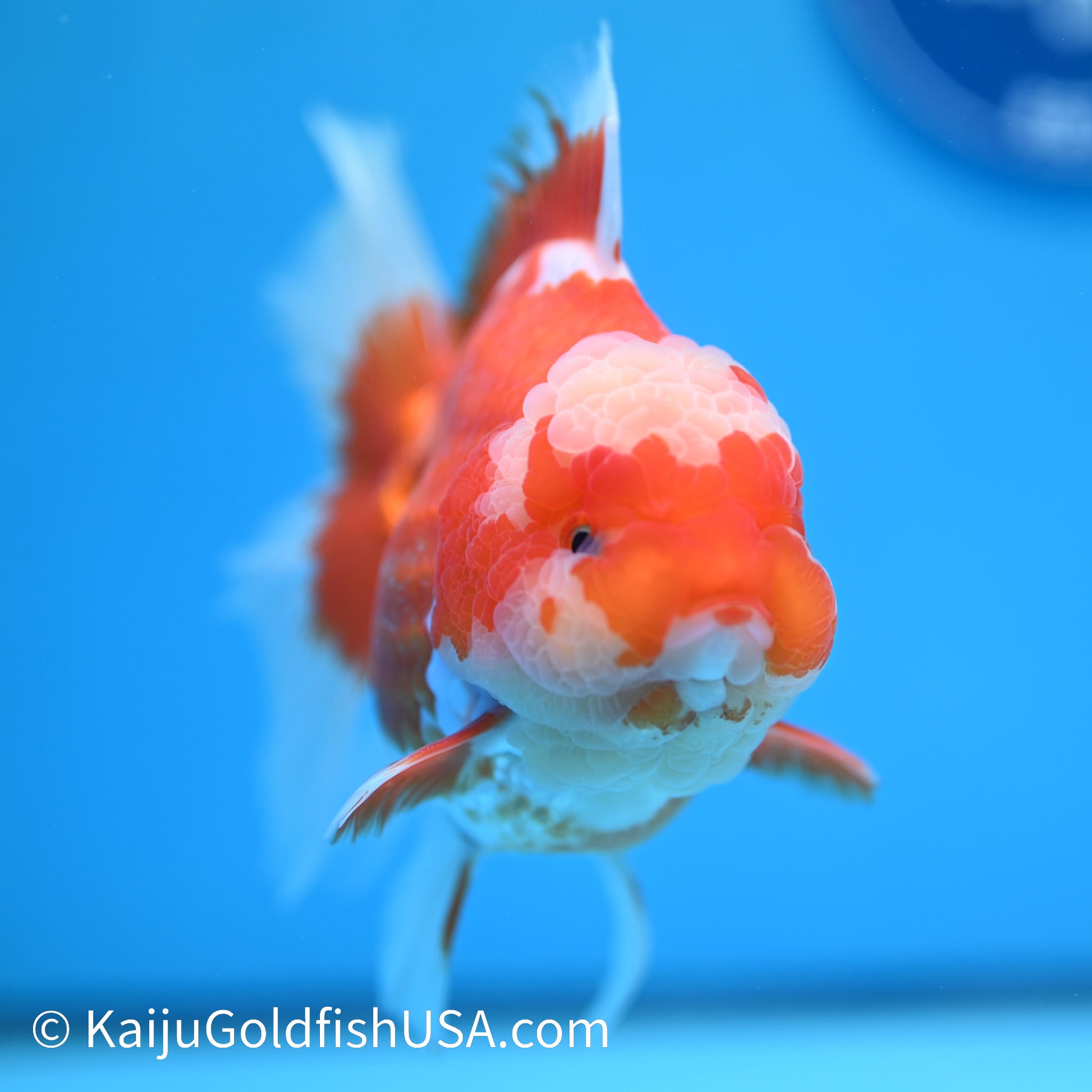 Jumbo Jade Seal Red White Rose Tail Oranda 5.5 inches (240405_OR3) - Kaiju Goldfish USA