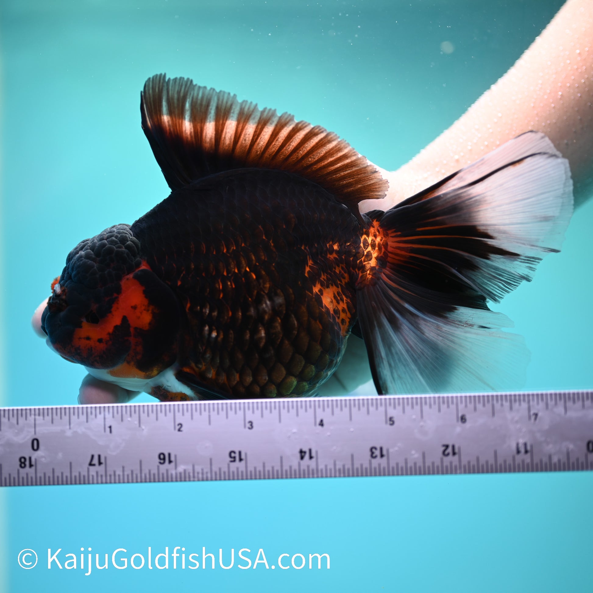 Super Jumbo Red Black Rose Tail Oranda 7.5 inches(240503_OR03) - Kaiju Goldfish USA