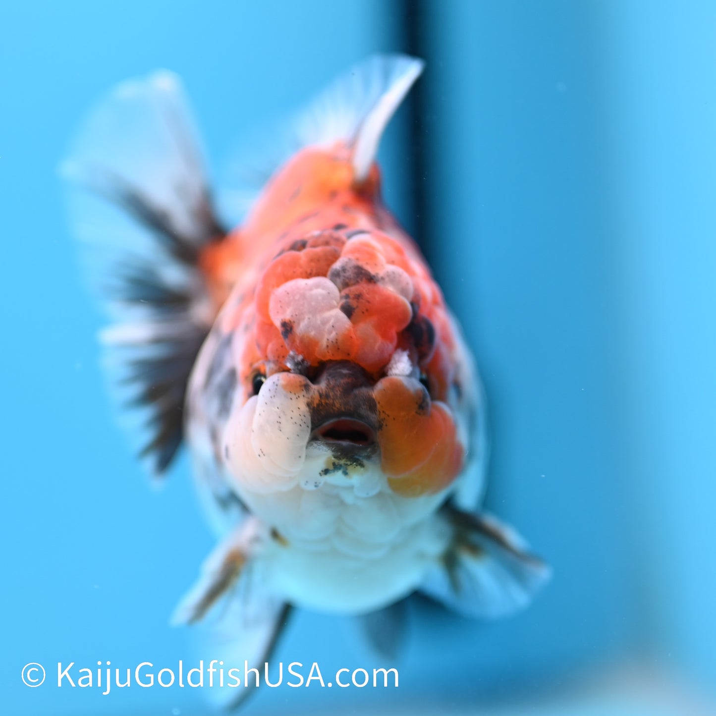 Tricolor Tiger Wide Tail YuanBao Oranda 4-4.5 inches (240308_OR03) - Kaiju Goldfish USA