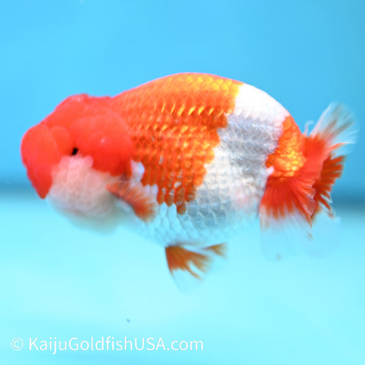 Red White Buffalo Ranchu 4.5 inches (240412_RC03) - Kaiju Goldfish USA