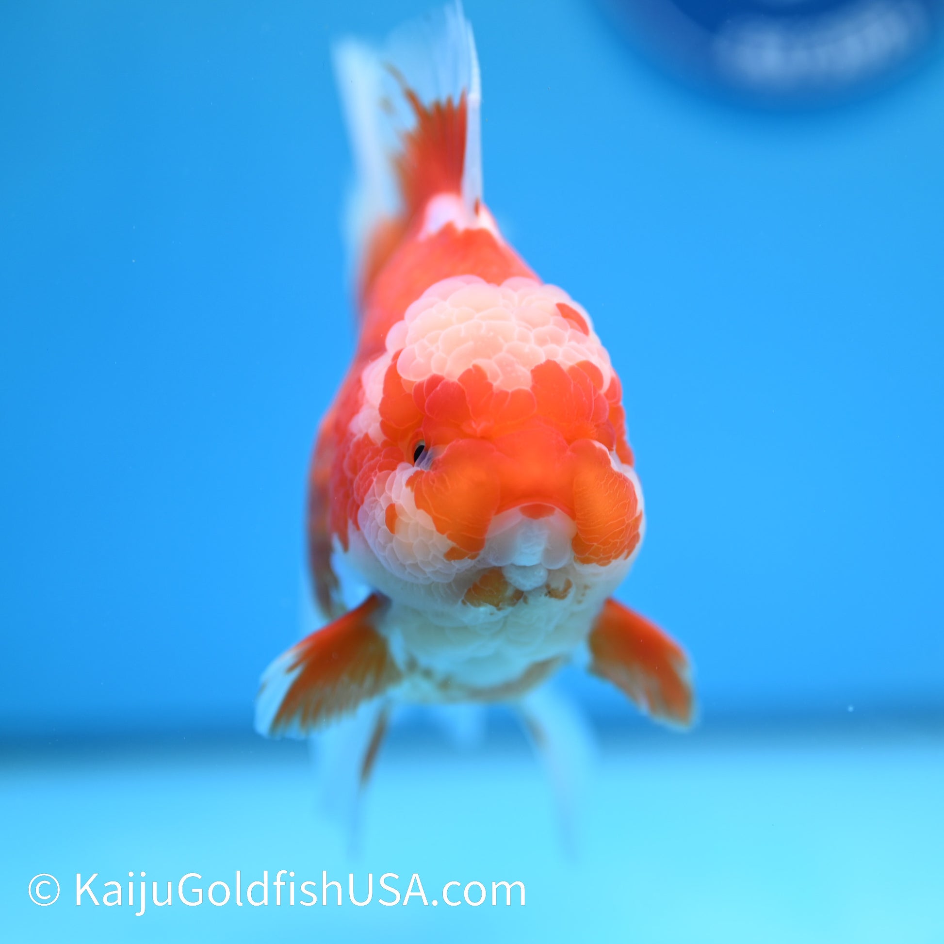 Jumbo Jade Seal Red White Rose Tail Oranda 5.5 inches (240405_OR3) - Kaiju Goldfish USA