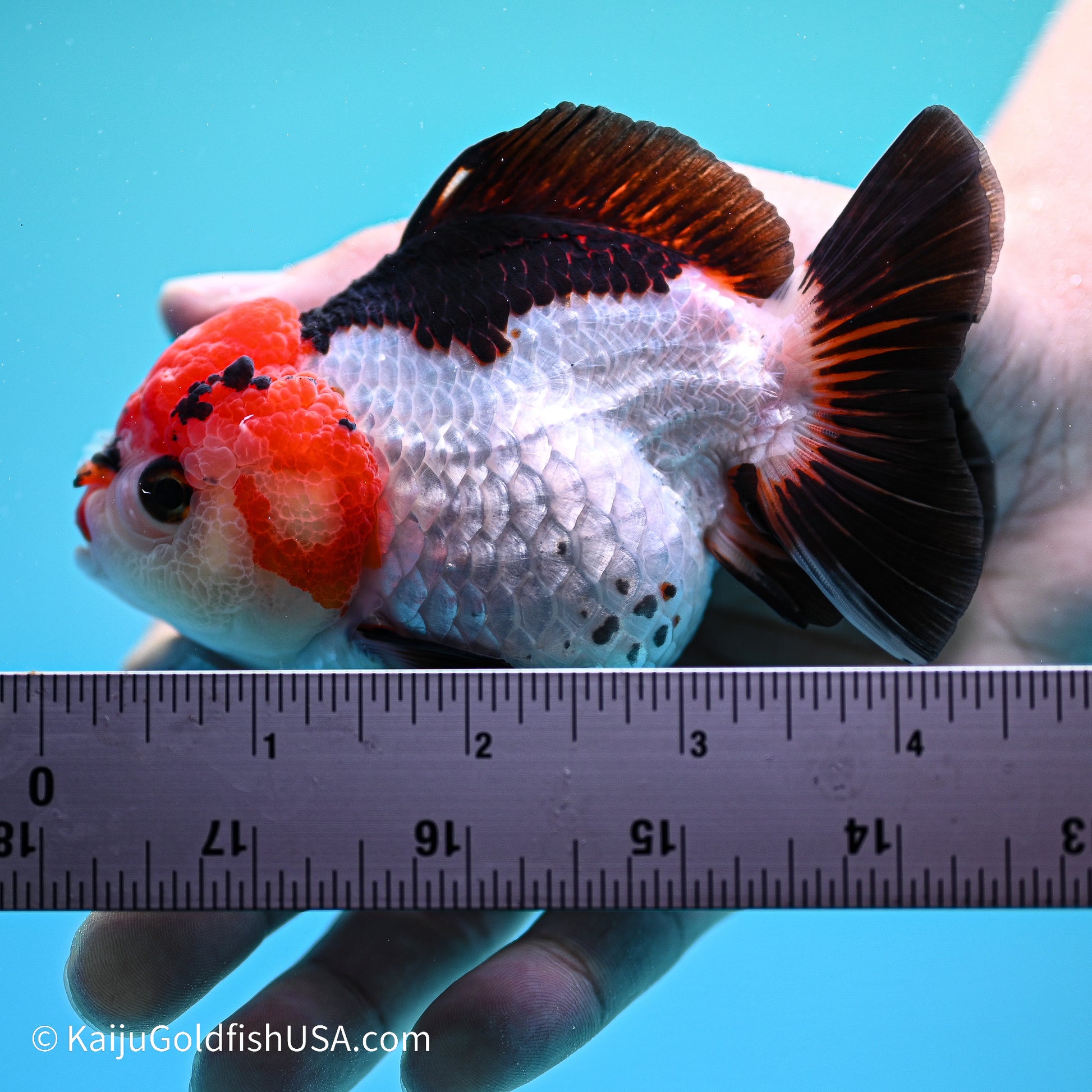 Tricolor YuanBao Oranda 3.5in body (240524_OR03) - Kaiju Goldfish USA