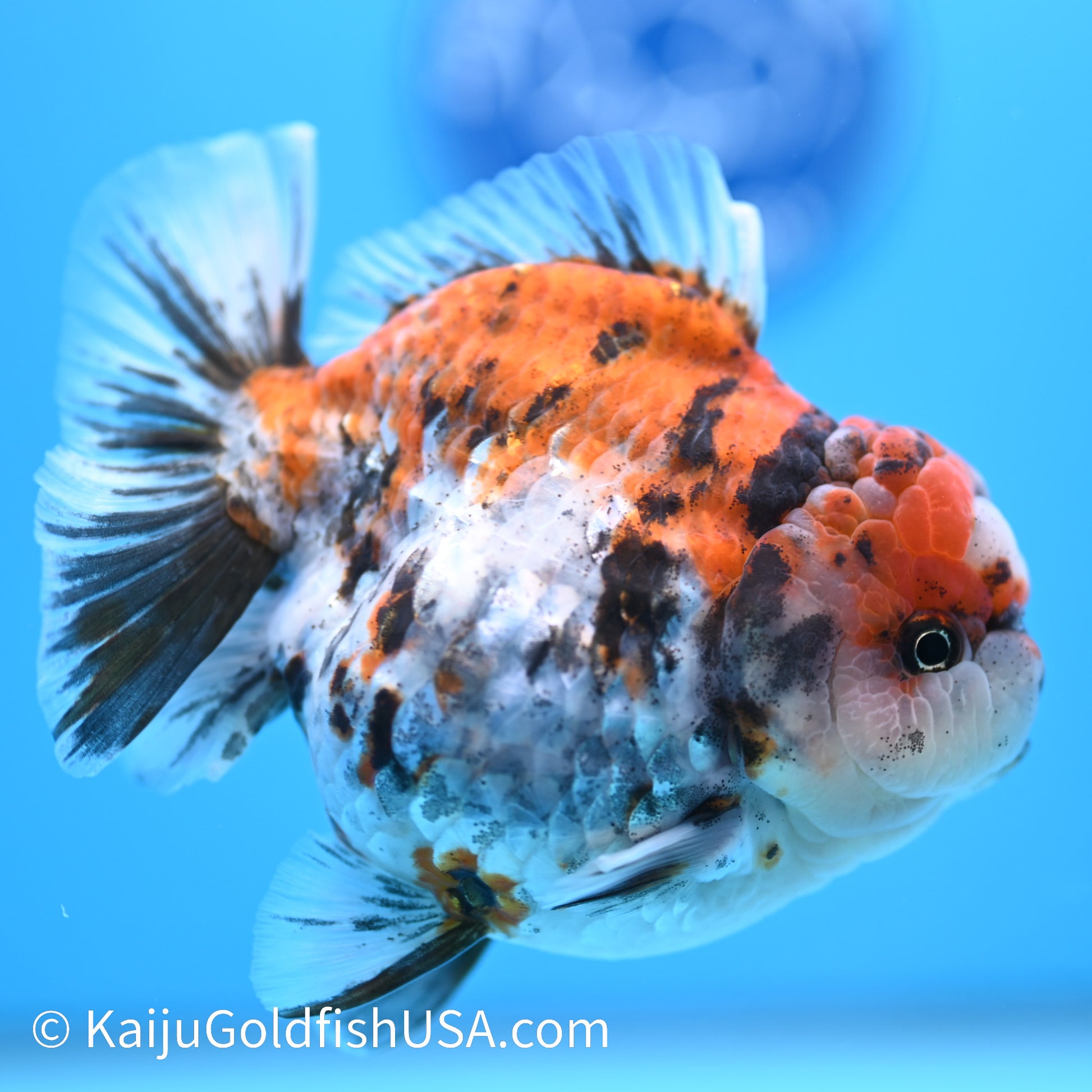 Tricolor Tiger Wide Tail YuanBao Oranda 4-4.5 inches (240308_OR03) - Kaiju Goldfish USA