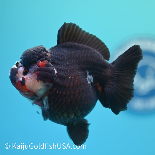 Tricolor YuanBao Oranda 4.5 inches (240510_OR03) - Kaiju Goldfish USA