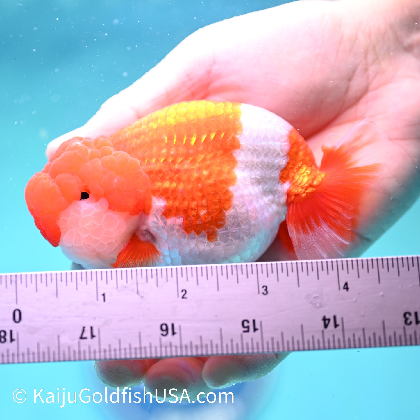 Red White Buffalo Ranchu 4.5 inches (240412_RC03) - Kaiju Goldfish USA