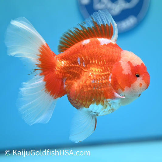 Jumbo Jade Seal Red White Rose Tail Oranda 5.5 inches (240405_OR3) - Kaiju Goldfish USA