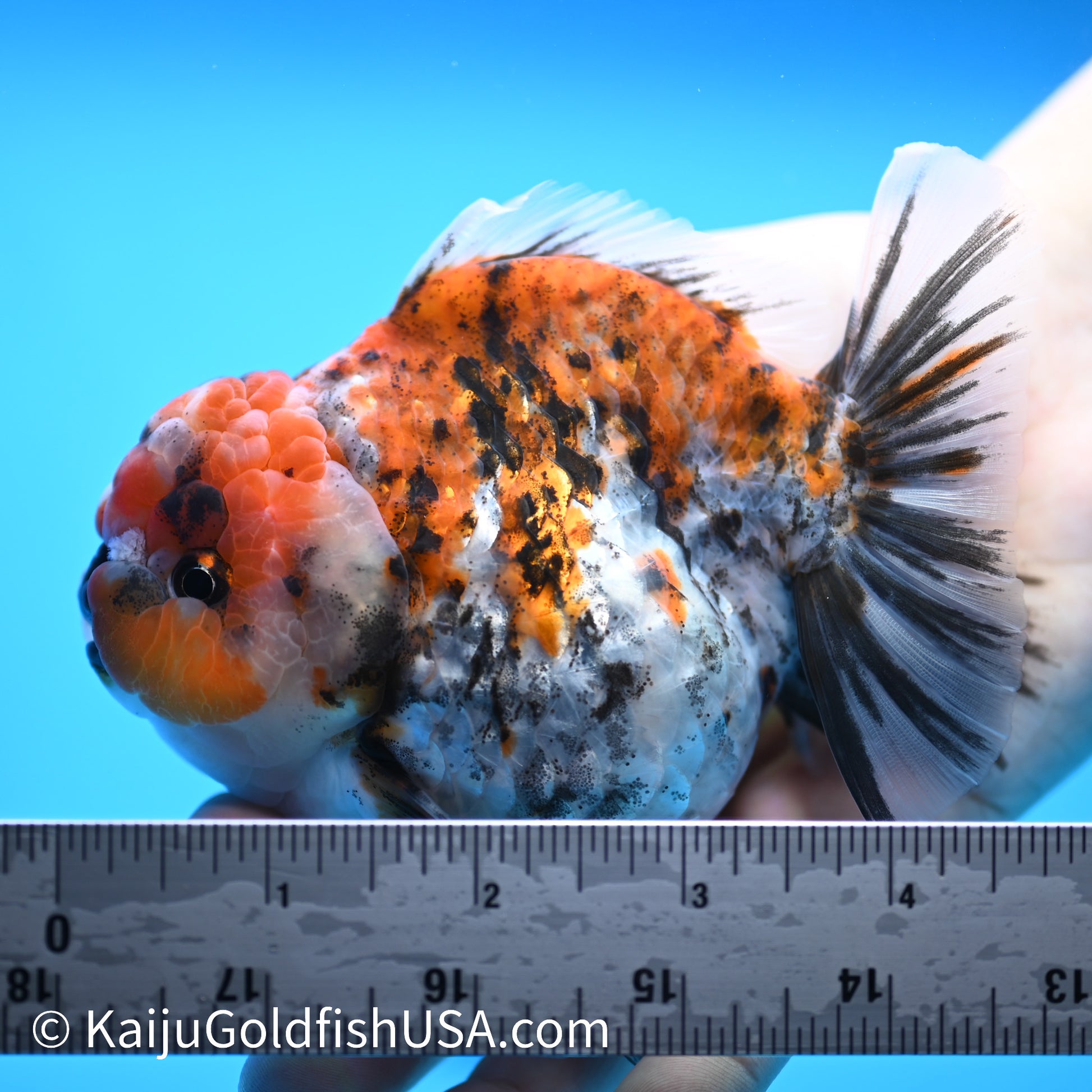 Tricolor Tiger Wide Tail YuanBao Oranda 4-4.5 inches (240308_OR03) - Kaiju Goldfish USA