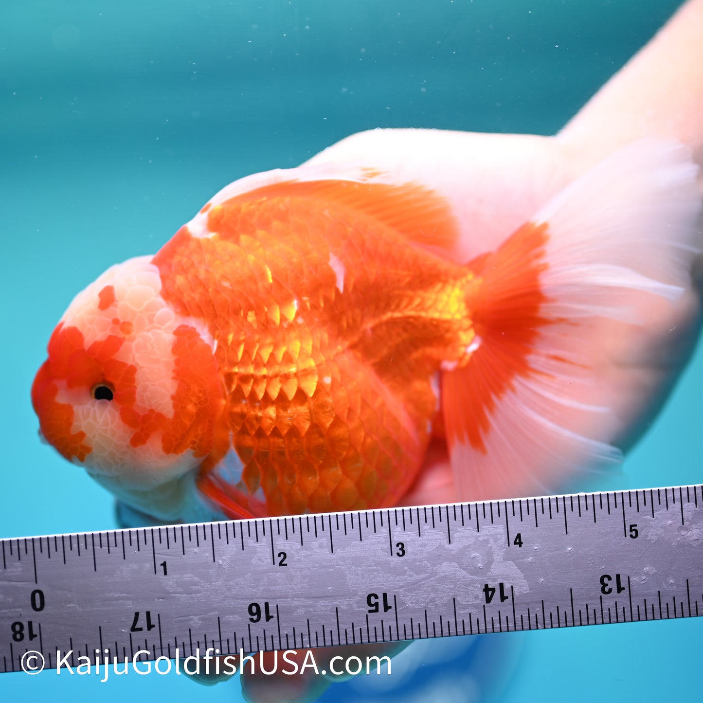 Jumbo Jade Seal Red White Rose Tail Oranda 5.5 inches (240405_OR3) - Kaiju Goldfish USA