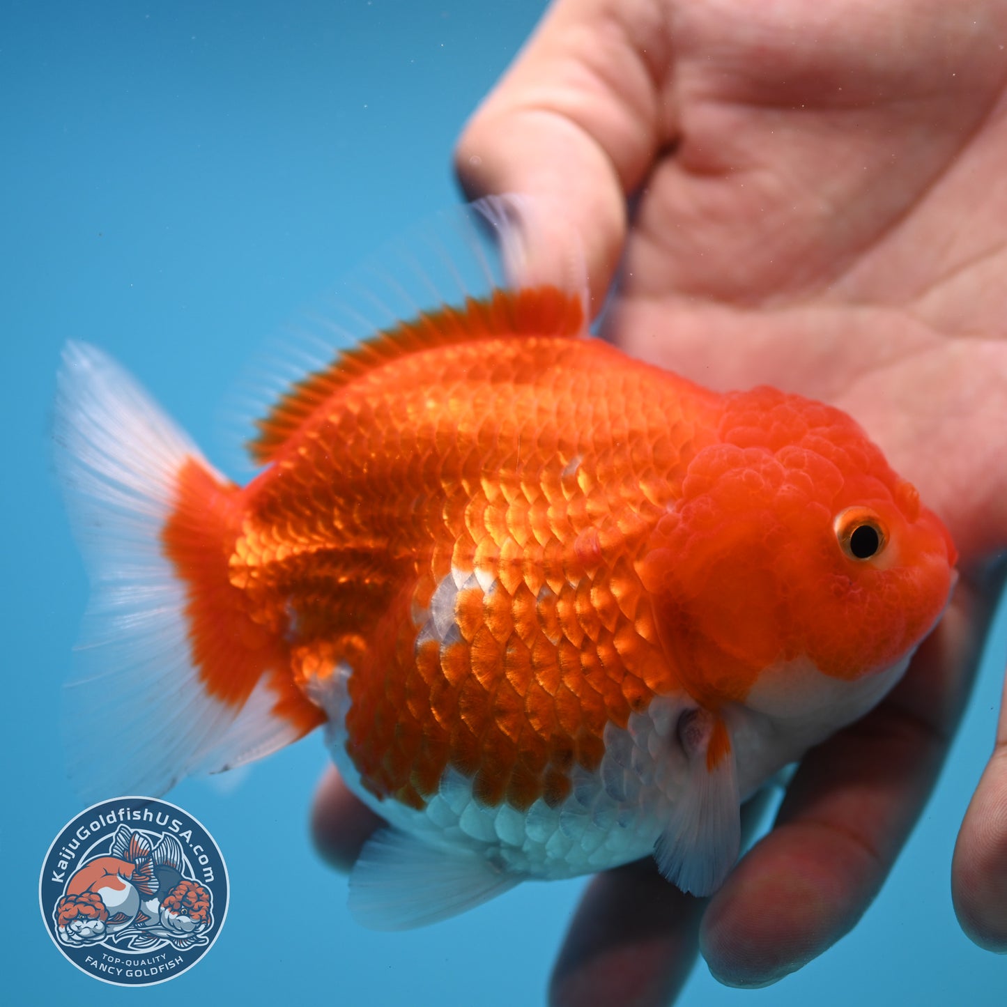 Shogun Red White Oranda 4 inch Body (250815_OR03)