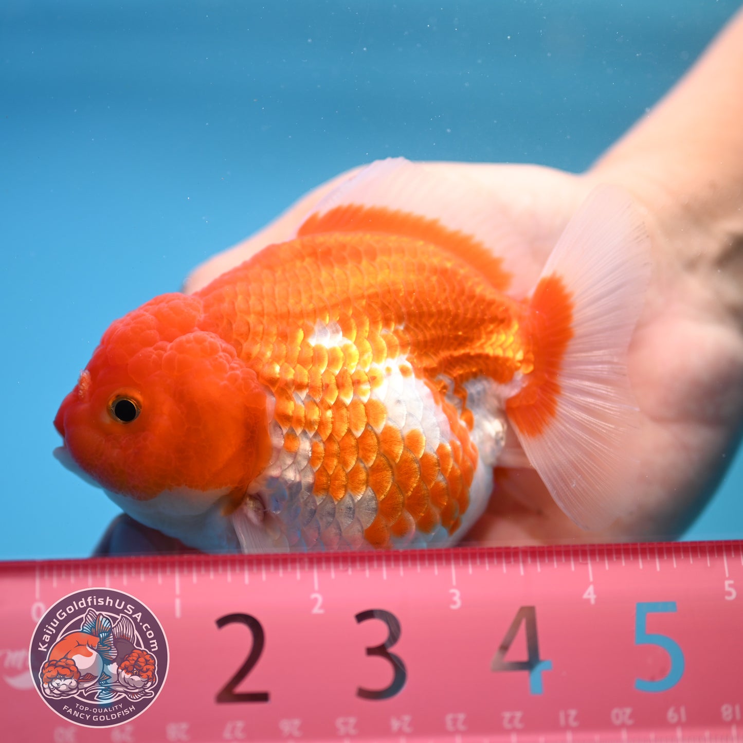 Shogun Red White Oranda 4 inch Body (250815_OR03)