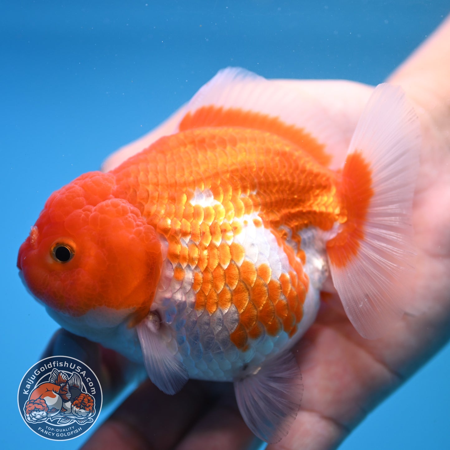 Shogun Red White Oranda 4 inch Body (250815_OR03)