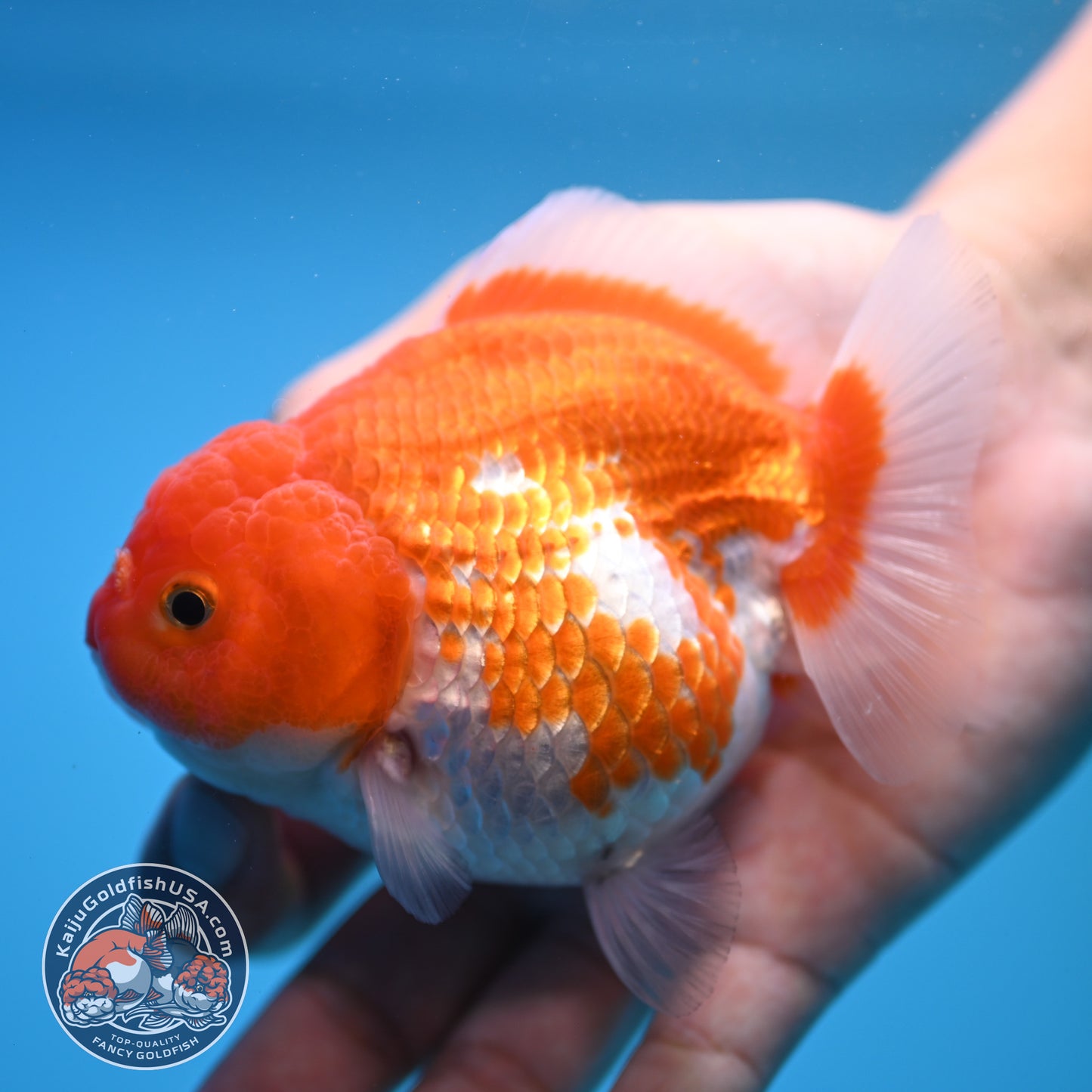 Shogun Red White Oranda 4 inch Body (250815_OR03)