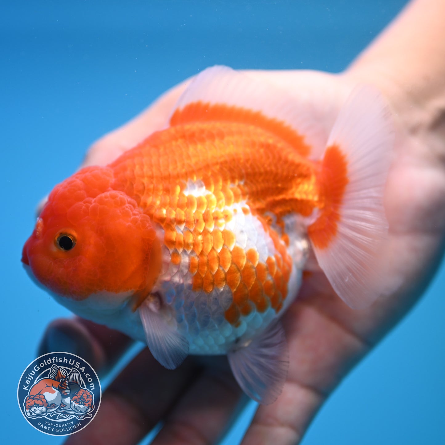 Shogun Red White Oranda 4 inch Body (250815_OR03)