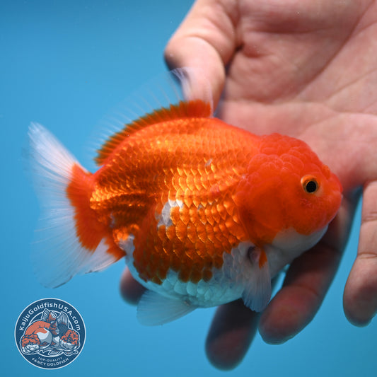 Shogun Red White Oranda 4 inch Body (250815_OR03)