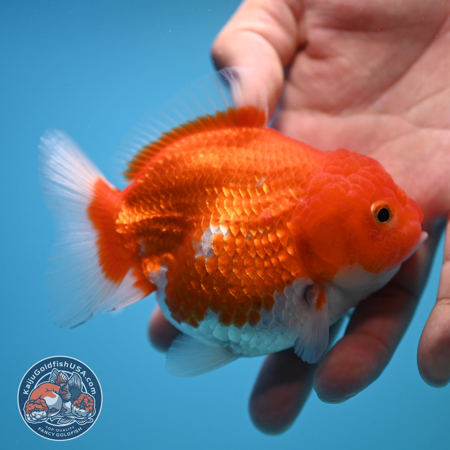 Shogun Red White Oranda 4 inch Body (250815_OR03)